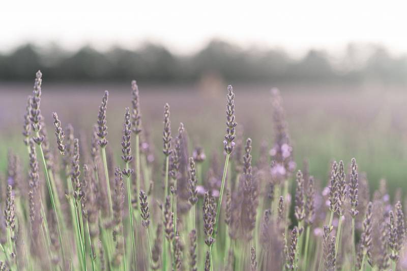 Organisation d'elopement dans les lavandes en Provence