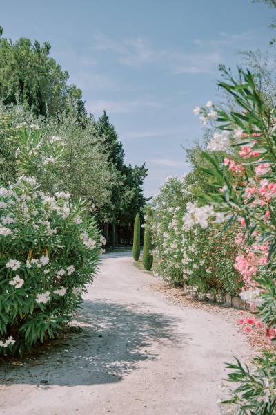 Your elopement in Saint Remy de Provence (Southern France): Luxury, Intimacy, and Elegance